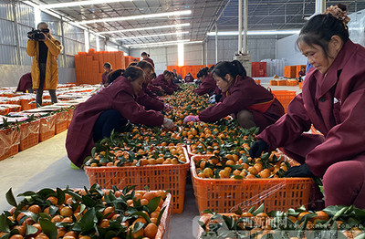 2019河池農(nóng)產(chǎn)品產(chǎn)銷(xiāo)對(duì)接活動(dòng)簽約金額達(dá)7800萬(wàn)元，農(nóng)產(chǎn)品產(chǎn)銷(xiāo)邁上新臺(tái)階