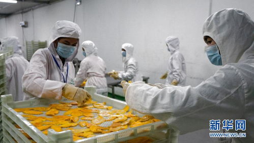 小芒果里的“大商機” 中國為柬埔寨農產品出口開辟廣闊新天地